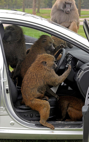 Picture Desk Live: Baboons at Knowsley Safari park