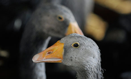 British Geese