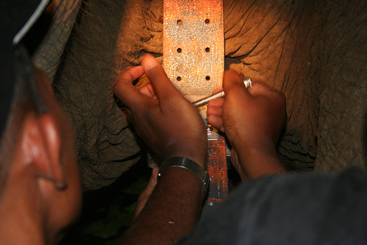 Biodiversity Monitoring: Satellite Collar for Elephant, Lampung, Indonesia
