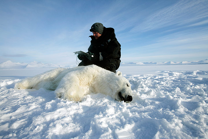 Biodiversity Monitoring: Researcher and a polar bear, Svalbard, Norway