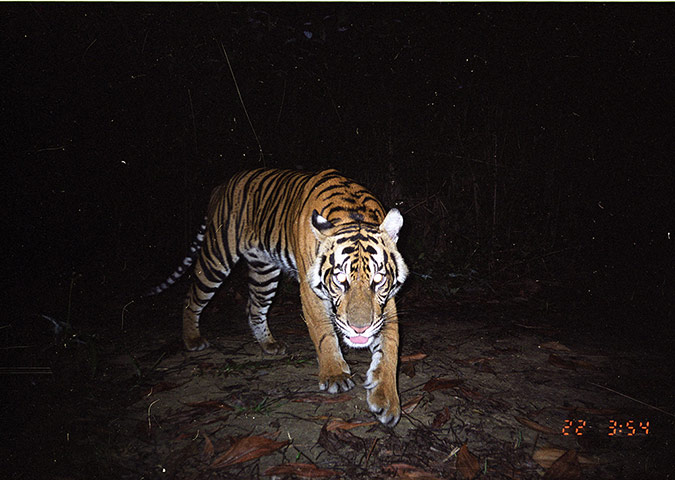 Biodiversity Monitoring: Captured image of a Sumatran tiger, Riau, Indonesia