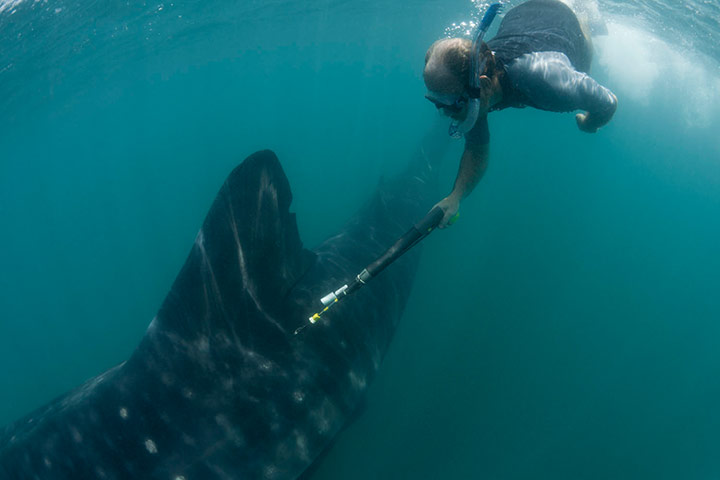 Biodiversity Monitoring: Ta whale shark tagging program