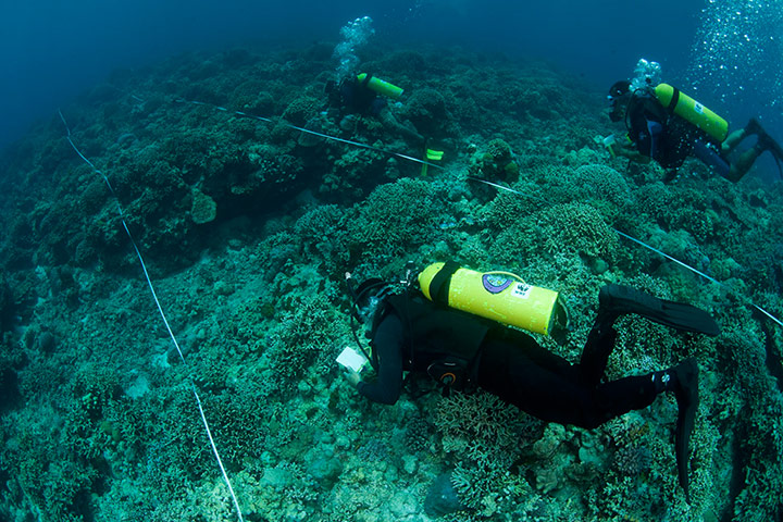 Biodiversity Monitoring: Regular monthly reef monitoring in Apo Reef Natural Park