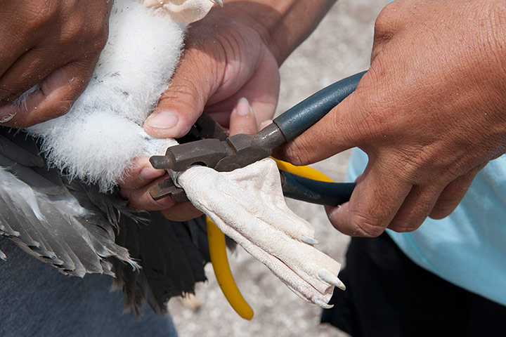 Biodiversity Monitoring: Rrangers, attaches a ring tag to a baby brown booby 