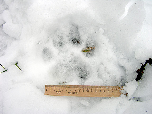 Biodiversity Monitoring: Amur or Siberian tiger (Panthera tigris altaica)