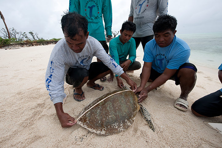 Biodiversity Monitoring:  rangers measure a green turtle in Tubbataha, Palawan, Philippines