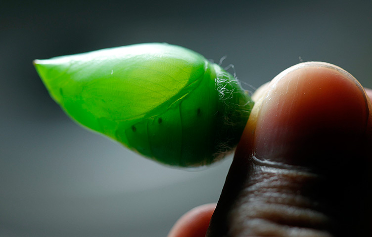 24 hours: La Guacima, Costa Rica: A worker inspects a morpho peleides cocoon