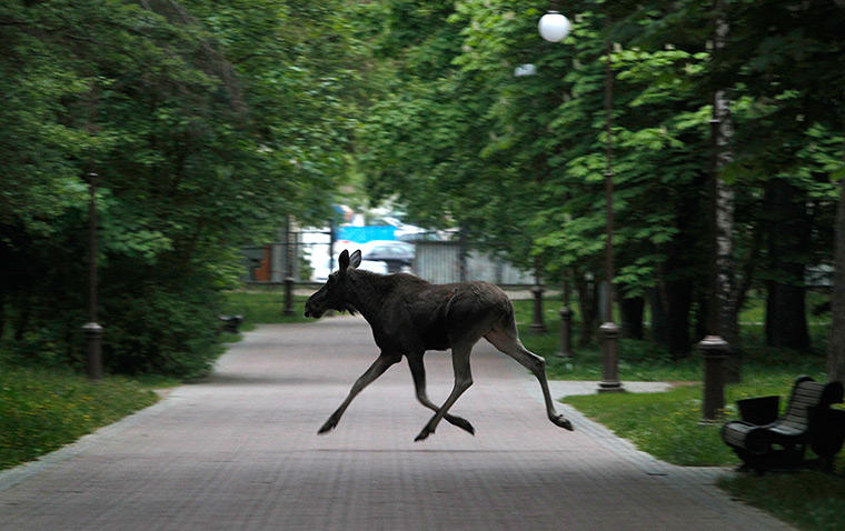 24 hours: Minsk, Belarus: An elk runs through a park