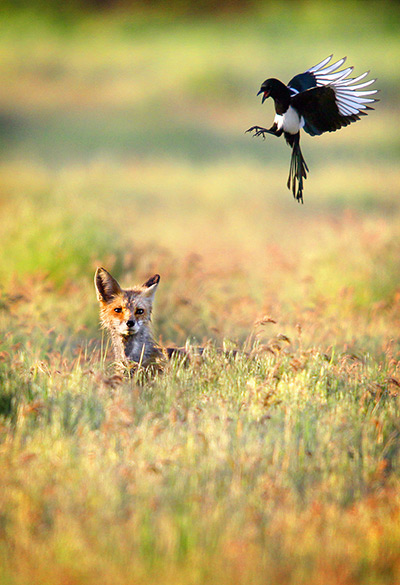 24 hours: Walla Walla, Washington, US: A red fox sits in the grass as a magpie dives