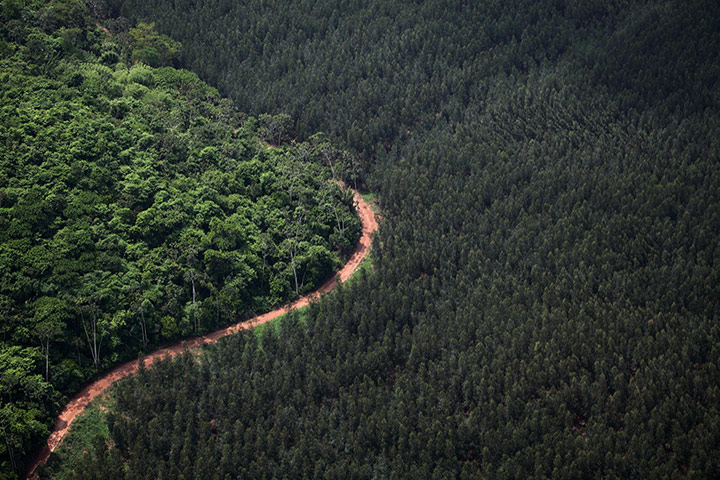 Pig iron in Brazil: Eucalyptus plantation in Açailândia, Maranhão state.