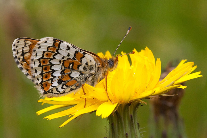 Picture desk live: Spring weather baffles butterflies