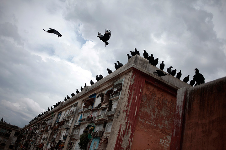 24 hours in pictures: Vultures are perched on top of graves at the Municipal Cemetery, Guatemala