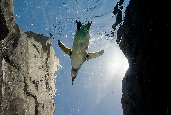 24 hours in pictures: A Magellanic penguin swims in the June Keyes Penguin Habitat 