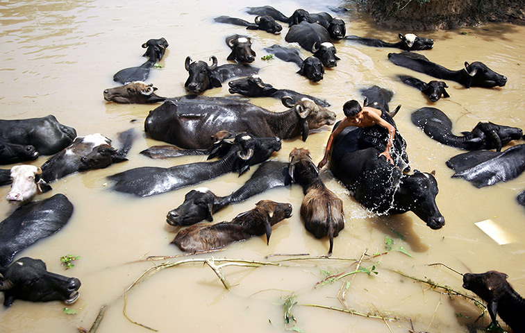 24 hours in pictures: An Indian boy enjoys a bath along with buffaloes
