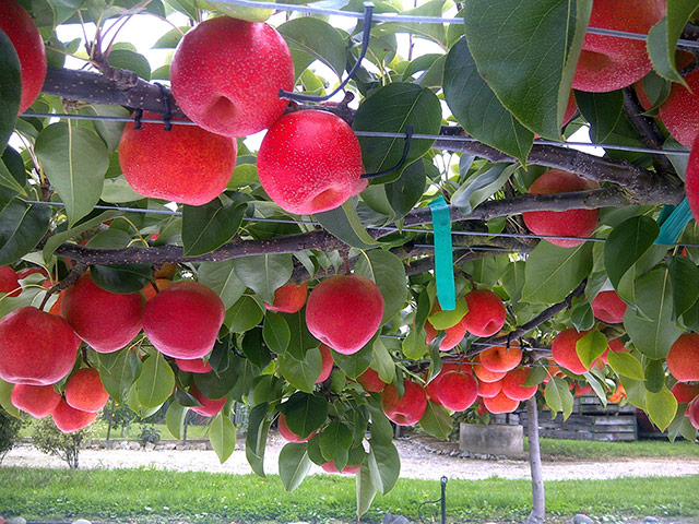 Picture desk live: New fruit to go on sale at Marks & Spencer