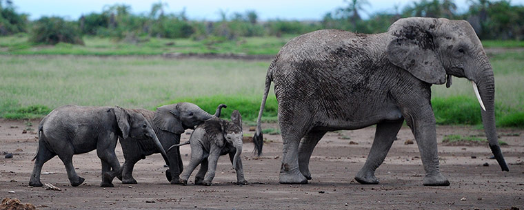 Week in Wildlife: KENYA-NATURE-ELEPHANT