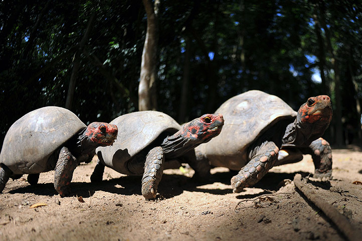 Week in Wildlife: turtles that were rescued from animal traffickers