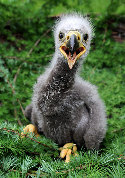 A-baby-sea-eagle-sits-in--007.jpg