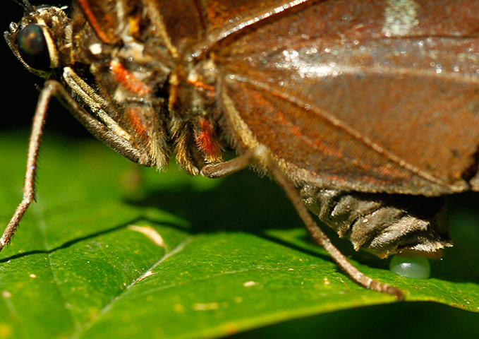 Week in Wildlife: A morpho peleides butterfly lays its eggs