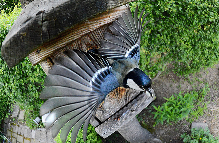 Week in Wildlife: A great tit leaves its nest box in a garden in Arnsberg, western Germany