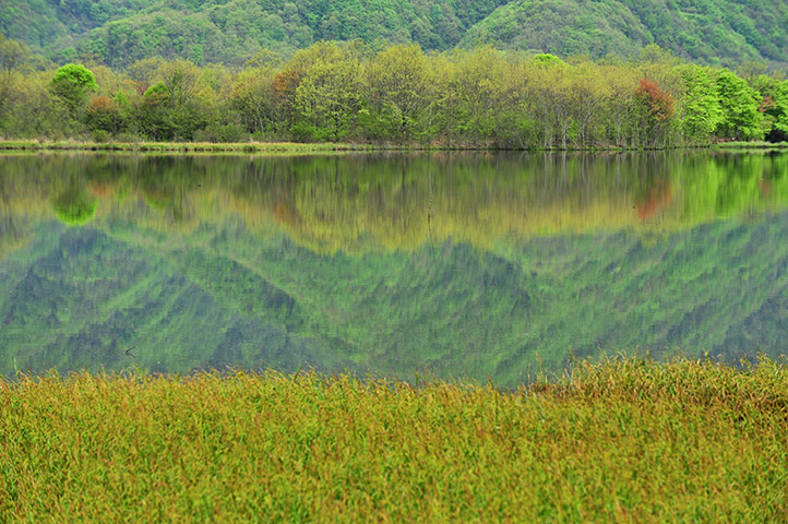 Week in Wildlife: China-hubei-shennongjia-dajiuhu Mountain Wetland-scenery