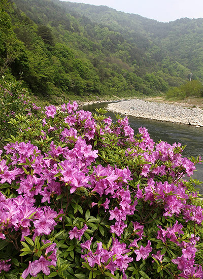 Week in Wildlife: Royal azalea flowers decorate valley