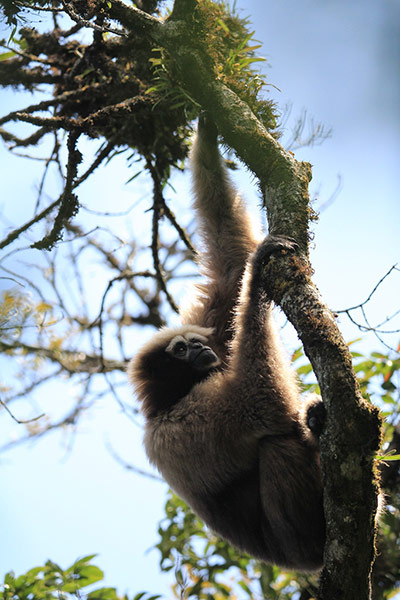 Week in Wildlife: A a silvery gibbon is seen in Gaoligong Mountain in Yunnan, China