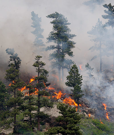 week in wildlife: Hewlett Wildfire
