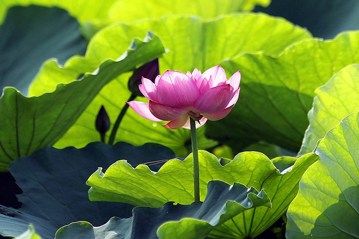 week in wildlife: Vietnam lotus season