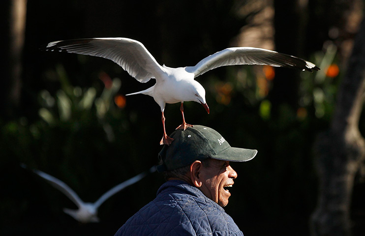 24 hours: Sydney, Australia: A man smiles as he feeds seagulls at Circular Quay