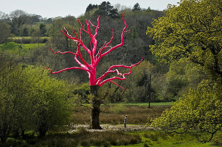 Picture desk live: An oak tree painted pink by artist Henry Bruce