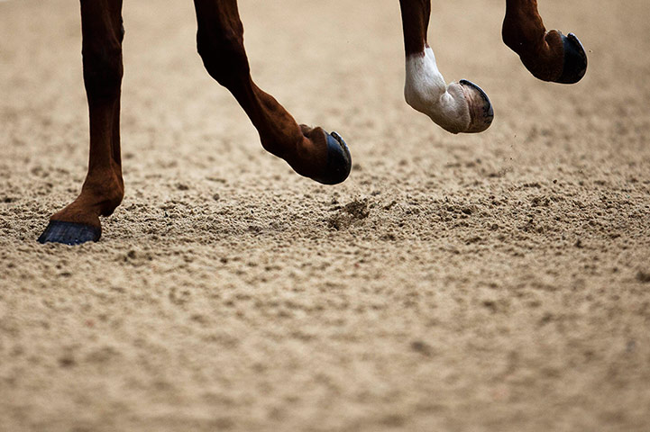 24 hours: The hoofs of Macrider Premier  ridden by Ata van Essen