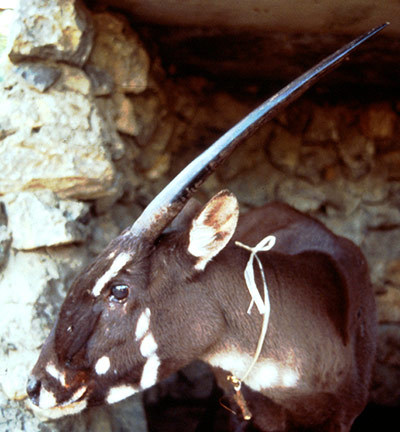 Saola: Female saola, Lak Xao, Bolikhamxay Province, Laos