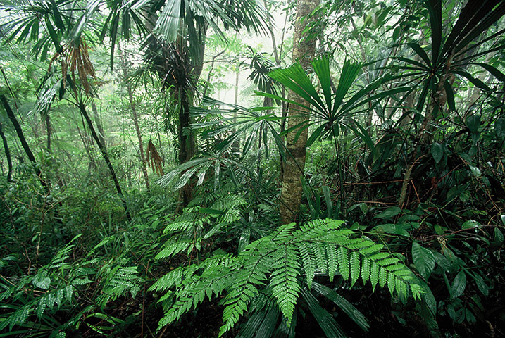 Saola: Saola habitat in Laos forest