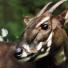 Saola:  a saola pauses in the jungle of Vietnam