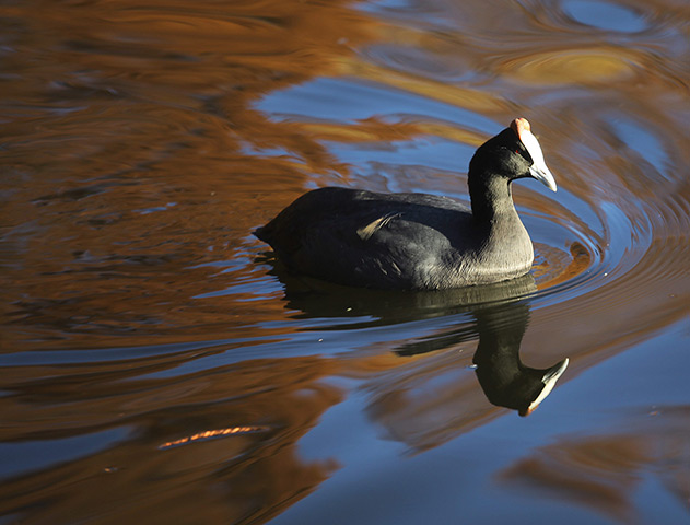24 hours in pictures: A coot swims on in the waters of the Emerencia Dam, South Africa
