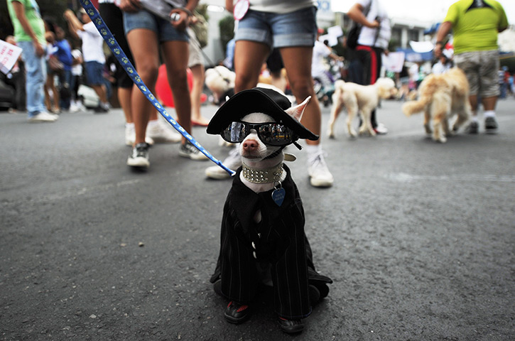 24 hours in pictures: A fancy dressed dog marches during a protest against animal abuse, San JOse