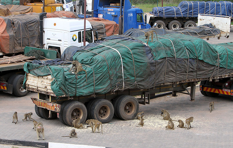 Mark in Zambia: Trading routes and borders