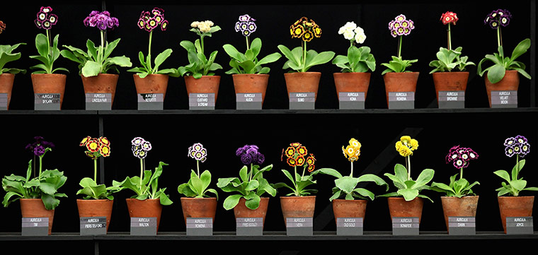 Picture desk live: Chelsea Flower Show 2012 - Press Day