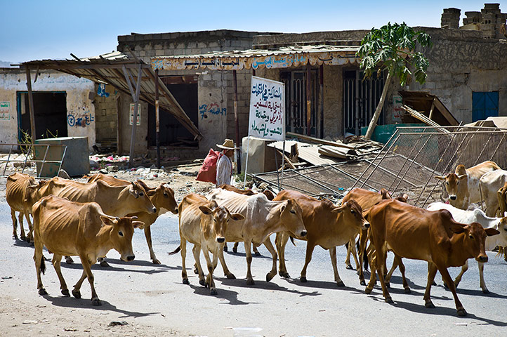 Yemen humanitarian crisis: Oxfam distributes cash transfers