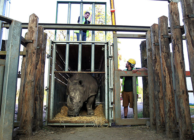 Picture desk live: Lucy the white rhino arrives at Blair Drummond Safari Park
