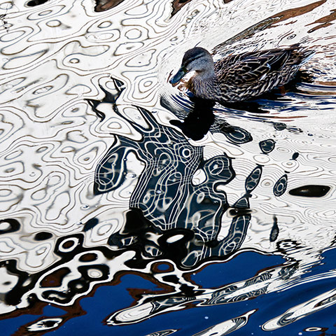 Your Pictures: Shatter: Your Pictures: Shatter, Birkd on a pond with shattered like reflection