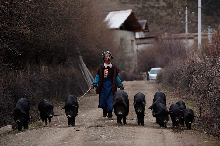 24 hours in pictures: Tibetan woman herds pigs in Ringa village