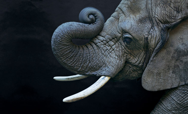 Biodiversity: Biodiversity: A female African elephant at the Cheyenne mountain Zoo