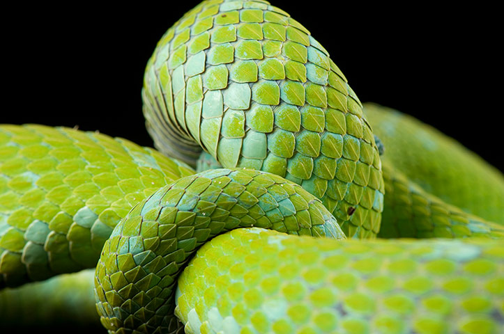 Biodiversity: Biodiversity: A Rowleys palm pitviper at the St. Louis Zoo.