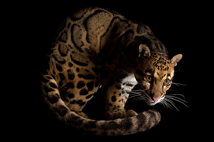 Biodiversity: Biodiversity: A clouded leopard at the Houston Zoo.