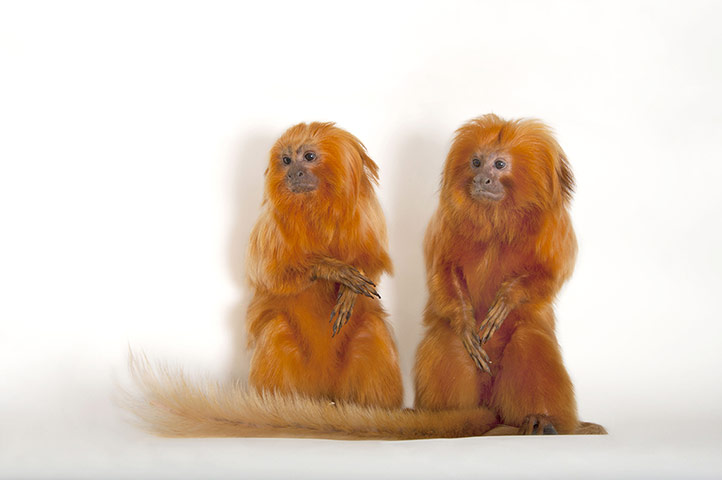 Biodiversity: Biodiversity: Golden lion tamarin pair.