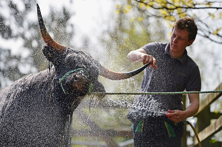 UK weather: A stock man helps Highland Heffer tocool dow in Kilmacolm, Scotland