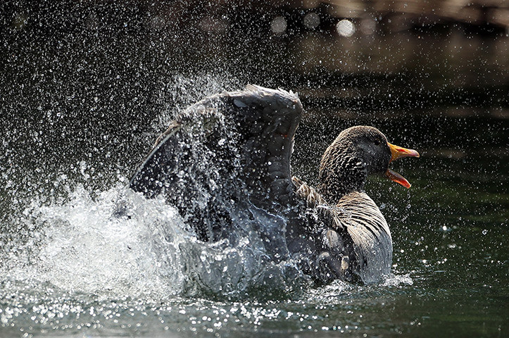UK weather: A Goose cools down in the Serpentine in Hyde Park