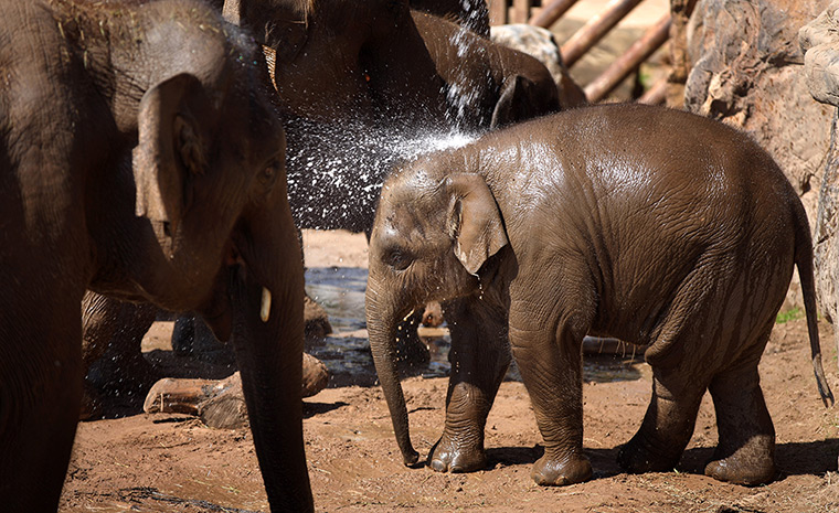 UK weather: Baby elephant Jamilah gets cooled off with water by keepers at Chester Zoo